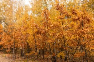 Okolice Zakładu Pielęgnacyjno-Opiekuńczego