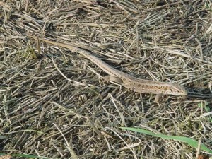 Jaszczurka żyworódka  