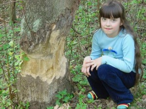 Bobry już zaczęły...  
