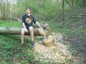 Ścięte przez bobry...  